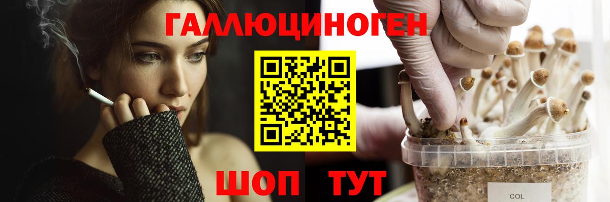 Галлюциногенные грибы Magic Shrooms  дарнет шоп  Курчатов  Псилоцибиновые грибы GOLDEN TEACHER  Вход с VPN 